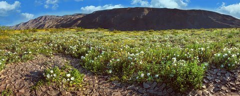 Anza Borrego Wildflower Superbloom, California Panoramic