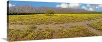 Anza Borrego Wildflowers and Full Moon, Caifornia Panoramic Canvas