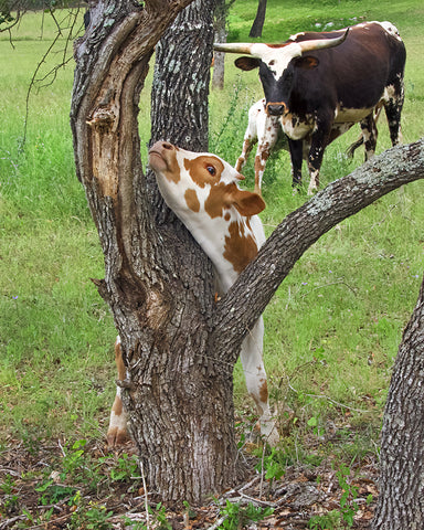 Neck Scratch Texas Longhorn Calf