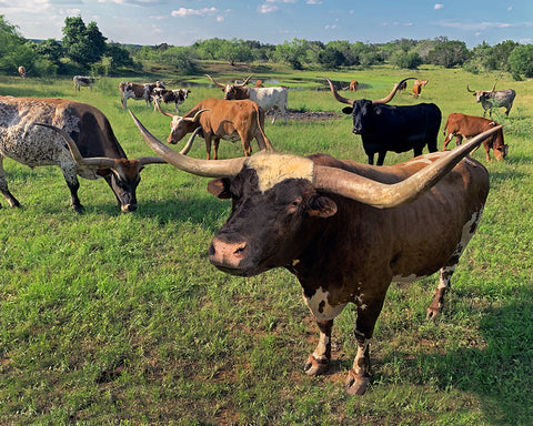 Lotta Bull, Texas Hill Country Longhorns