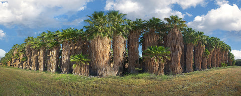 Lotta Palms Anza Borrego, California Panoramic Metal Print