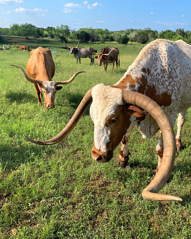 Mammoth and Friends at the Tank Longhorns Texas Hill Country