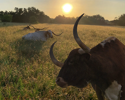 Sunrise Resting Longhorns, Texas Hill Country