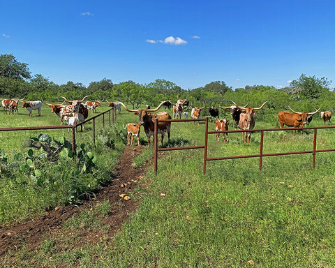 Welcome Home Texas Hill Country Longhorns