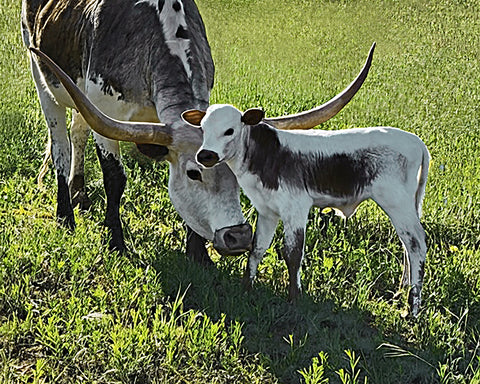 White and Grey Texas Hill Country Longhorns