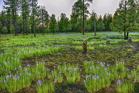 Wild Mountain Iris, Springtime, White Mountains, Arizona
