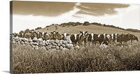 19 Cows, California Happy Cows Sepia Panoramic Canvas