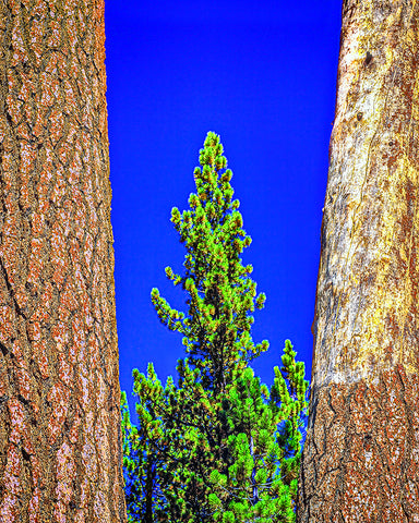 Three Trees Vertical, High Sierras, California