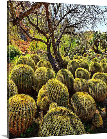 Barrel Cactus Canvas
