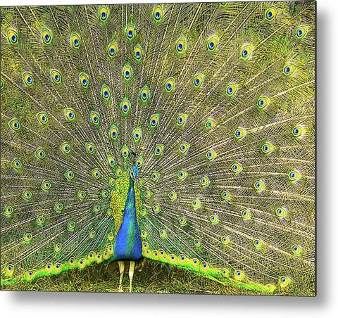 Peacock, Tanzania Metal Print