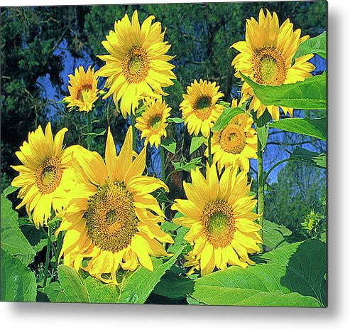 Sunflowers, The Happy Flower Metal Print