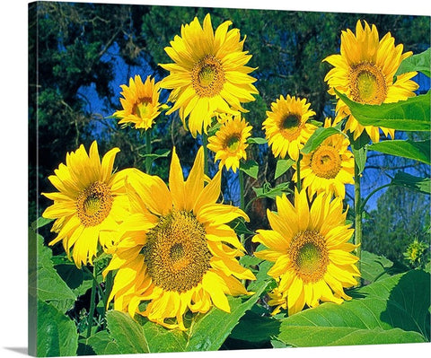 Sunflowers, The Happy Flower Canvas