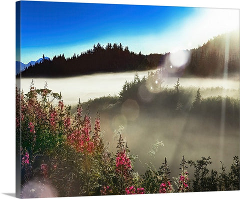 Fireweed Alaska Sunrise Canvas