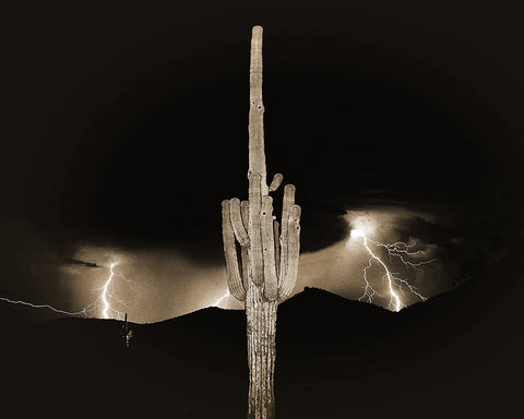 Arizona Monsoon Sepia, Sonoran Desert Metal Print