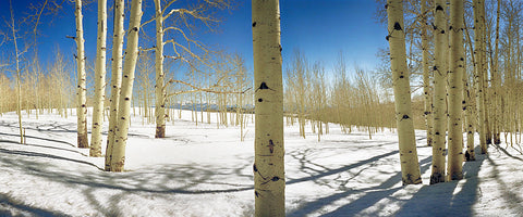 Aspen Meadow Snow Panoramic Standard Art Print