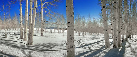Aspen Meadow Snow Panoramic Metal Print