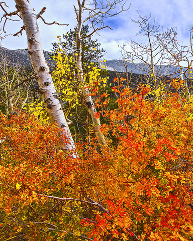 Autumn Color Vertical, Eastern Sierras, California