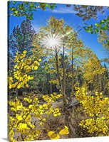 Aspen and Pine Trees Autumn, Eastern Sierras, California Canvas