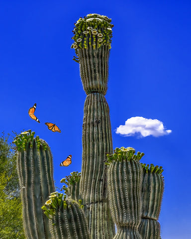 Saguaro Bloom and Butterflies, Sonoran Desert, Arizona