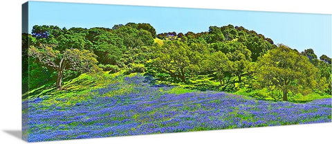 Blue Lupine Hillside Panoramic Canvas
