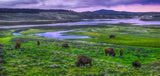 Bison Along the Yellowstone Panoramic Metal Print