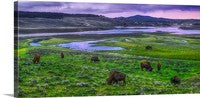 Bison Along the Yellowstone Panoramic Canvas