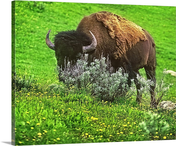 American Bison Canvas