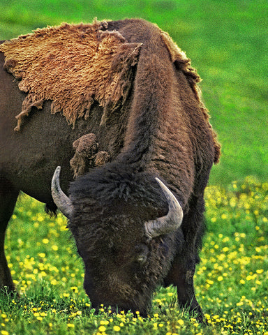 Buffalo Grazing