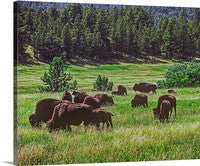 Buffalo Herd Canvas