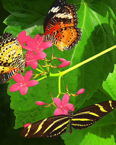 Butterflies and Flowers Standard Art Print
