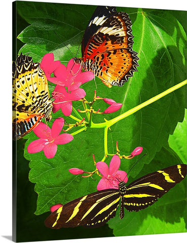 Butterflies and Flowers Canvas