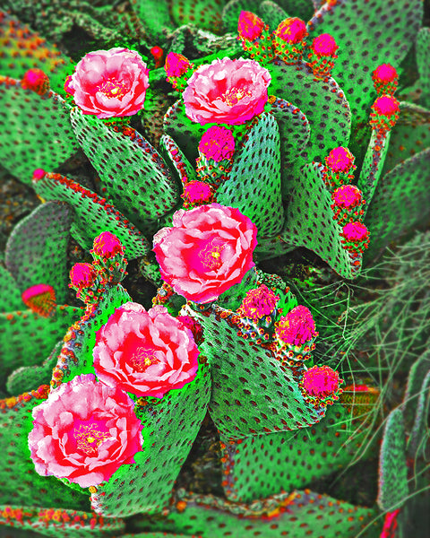 Cactus Burst Metal Print