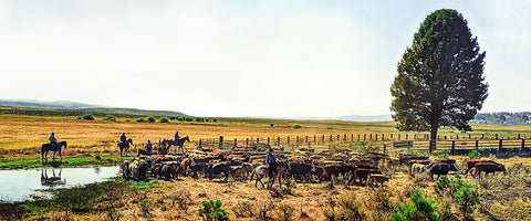High Country Cattle Drive Panoramic