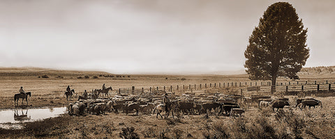 High Country Cattle Drive Sepia Panoramic