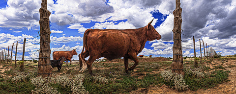 Cattle Fence Chino Valley, Arizona Panoramic Metal Print
