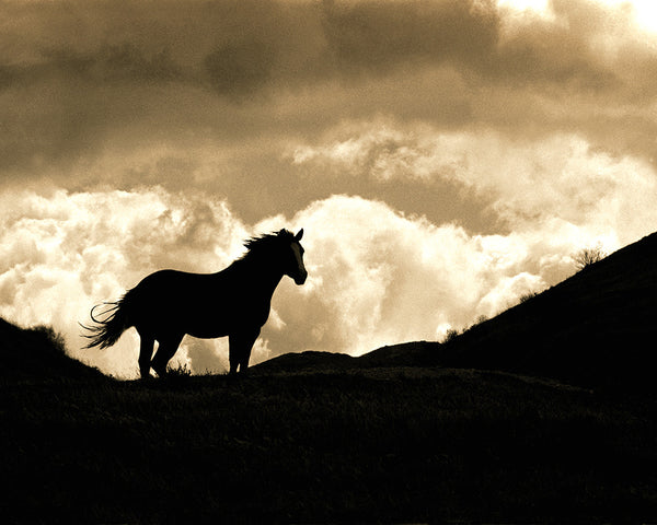 Cloud, Wild Stallion of Montana Standard Art Print