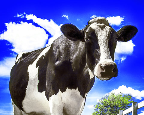 Cow Closeup, Happy Holstein of California Standard Art Print