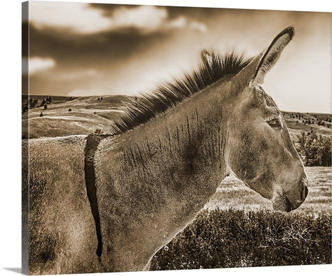Donkey Standing Tall Sepia Canvas