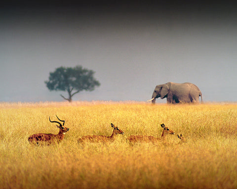Elephant and Impala, Tanzania