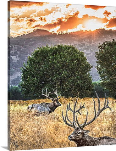 Elk Sunset Canvas