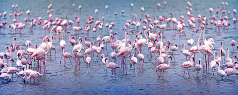 Flamingos Panoramic