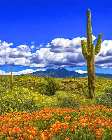 Four Peaks and Poppies, Springtime, Arizona