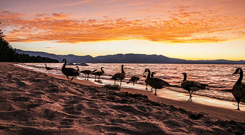 Lake Tahoe Natives, Canadian Geese, California/Nevada