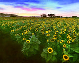Field of Sunflowers Metal Print