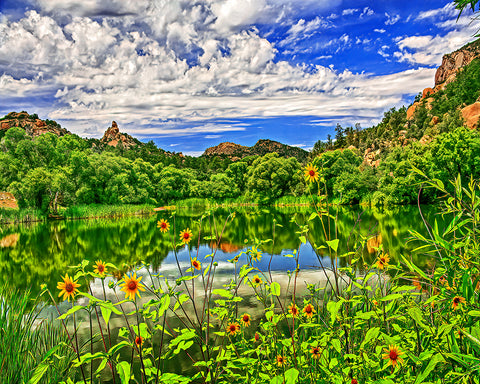 Granite Lake Sunflowers, Prescott, Arizona Standard Art Print