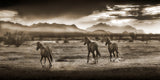 Indian Ponies Sepia Panoramic, Superstition Mountains, Arizona Metal Print
