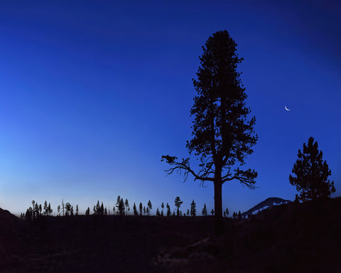 Crescent Moon and Trees, Eastern Sierras, California Standard Art Print