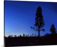 Crescent Moon and Trees, Eastern Sierras, California Canvas