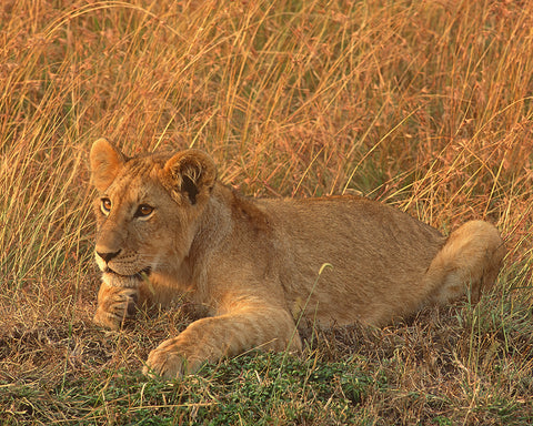 King of the Jungle, Africa