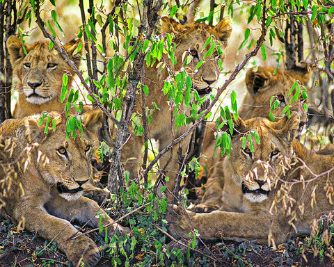 Lion Cubs, Tanzania, Africa Metal Print
